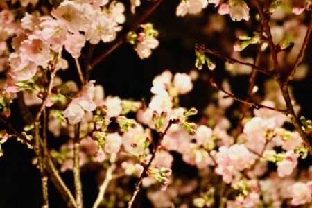 3/27 桜満開