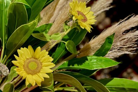 9/19 先日のひまわり